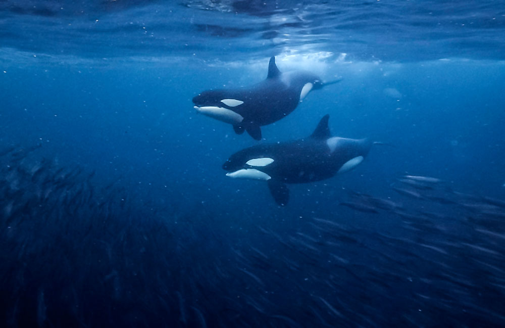 orcas in the wild