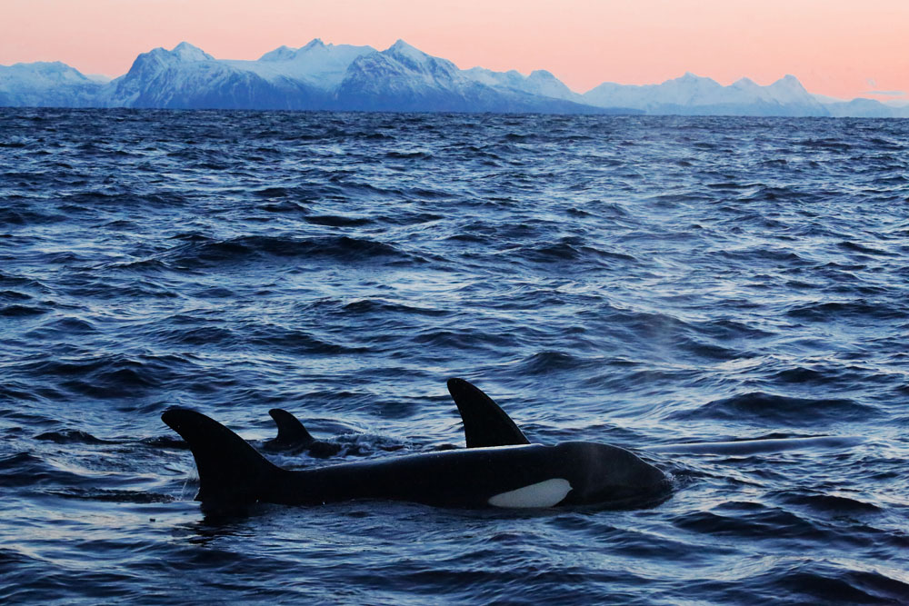 Orca surfacing in calm Arctic water with mountains in the background