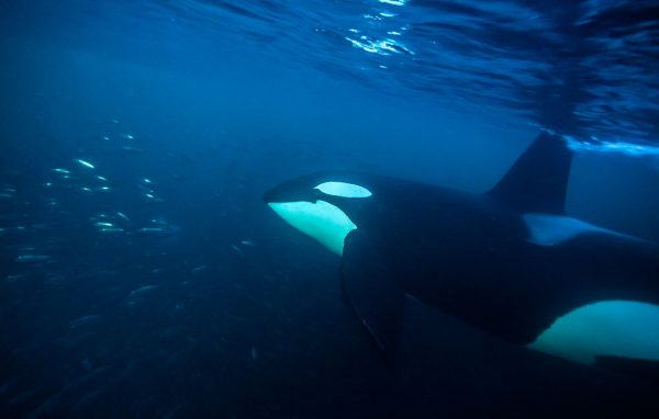 Wild Orca expedition
