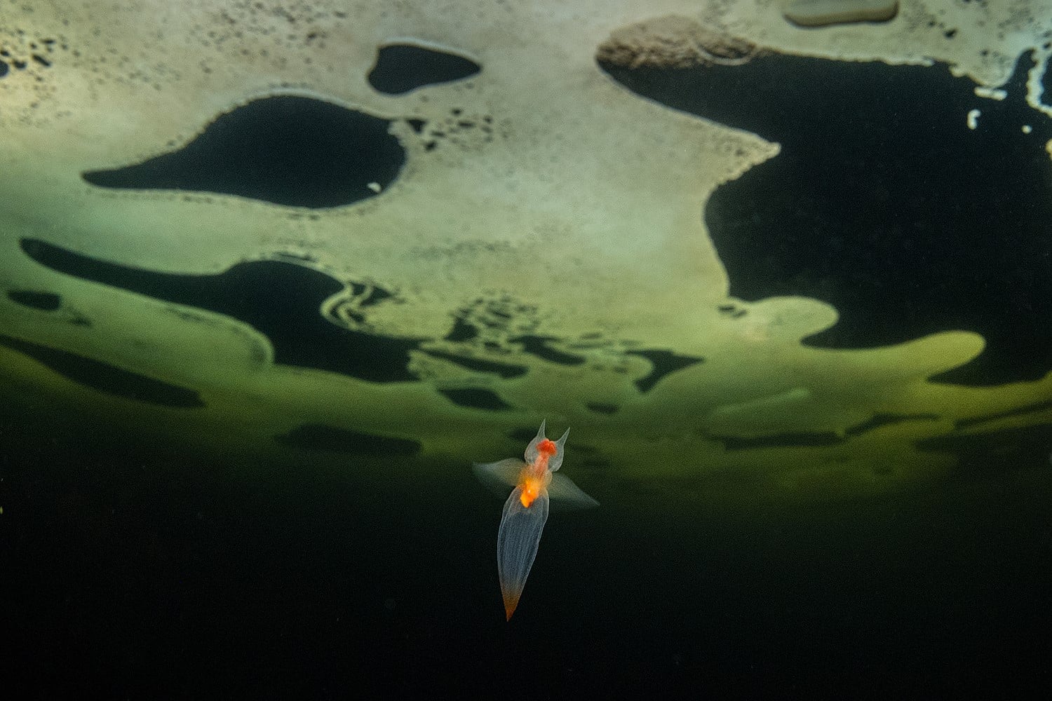 Ice Diving Nudibranch White Sea