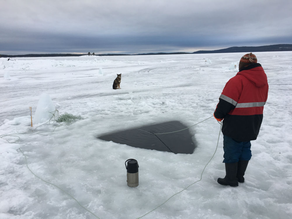 ice diving in the arctic