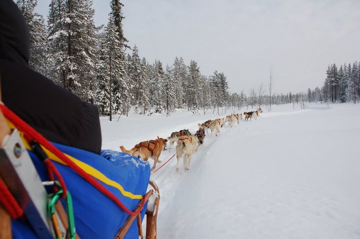 Husky Safari
