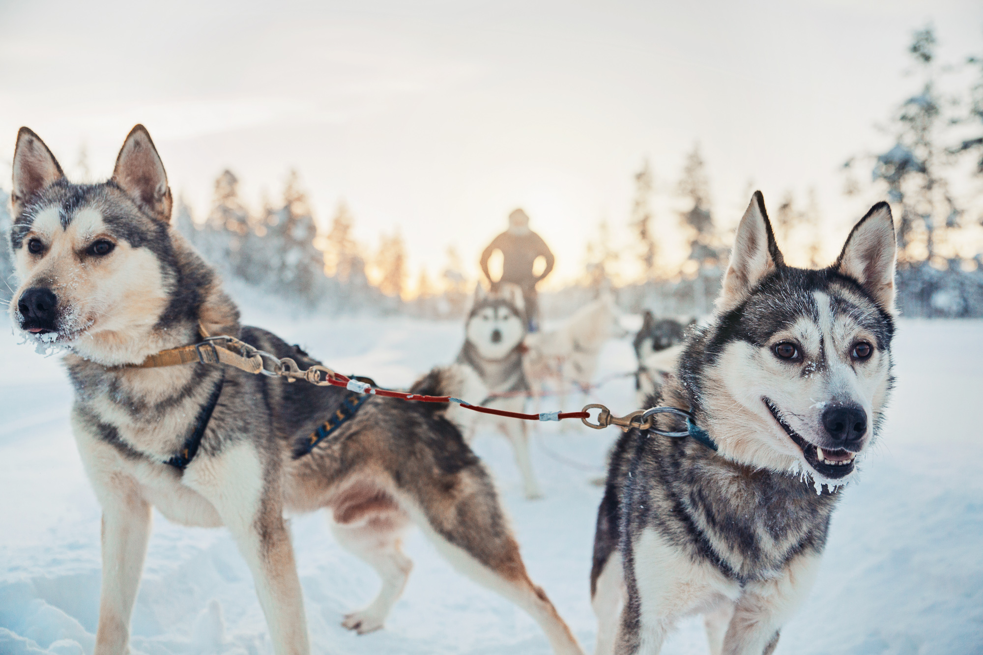 8 night dogsled tour