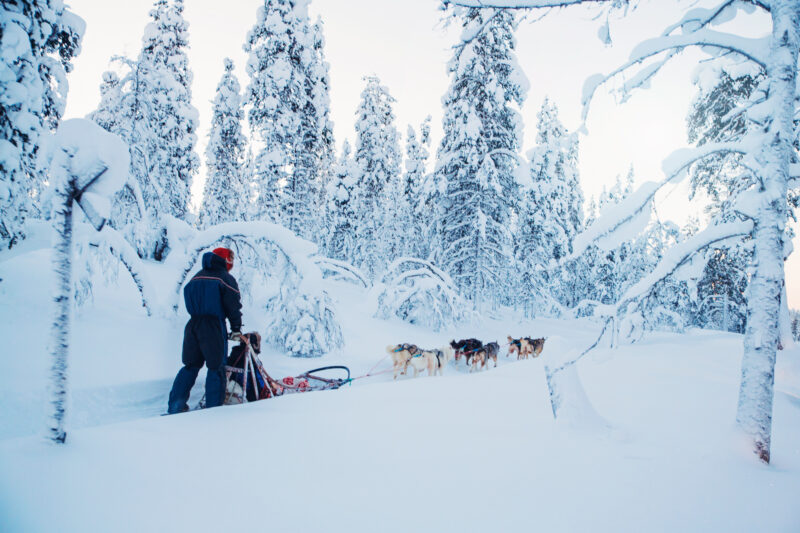 dog sledding holiday in Finland