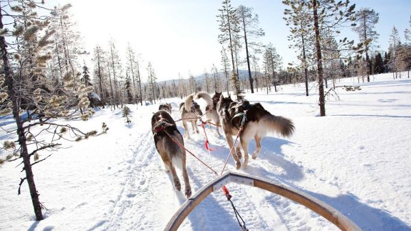 Husky tour at Kakslauttanen Igloo Village
