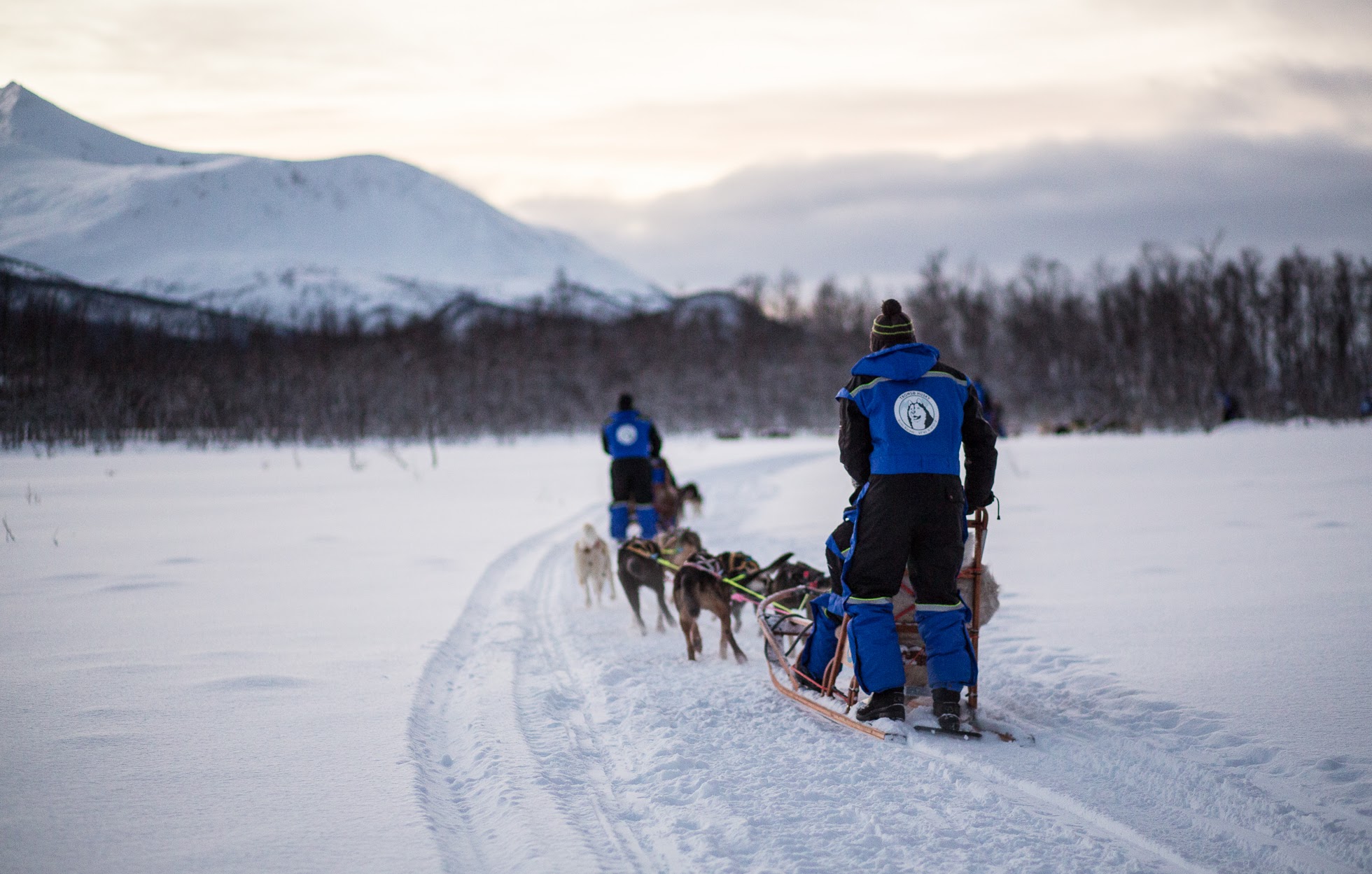 dogsledding