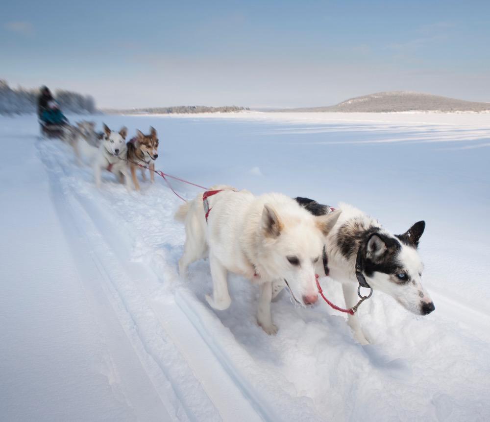 Dogsledding Activities