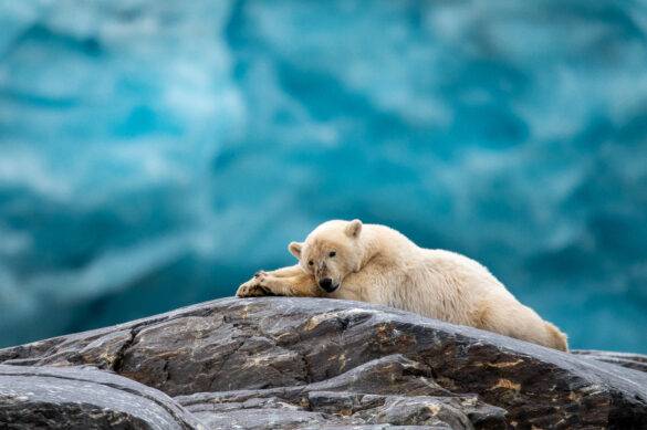 polar bear lying on a rock