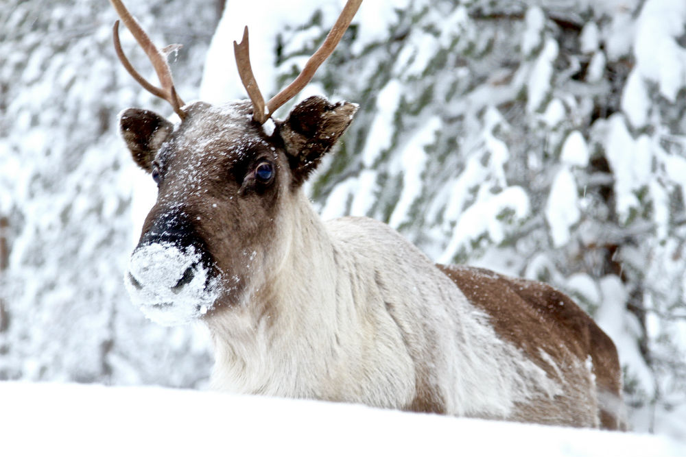 Reindeer Activities