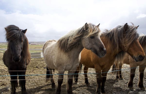icelandic horses