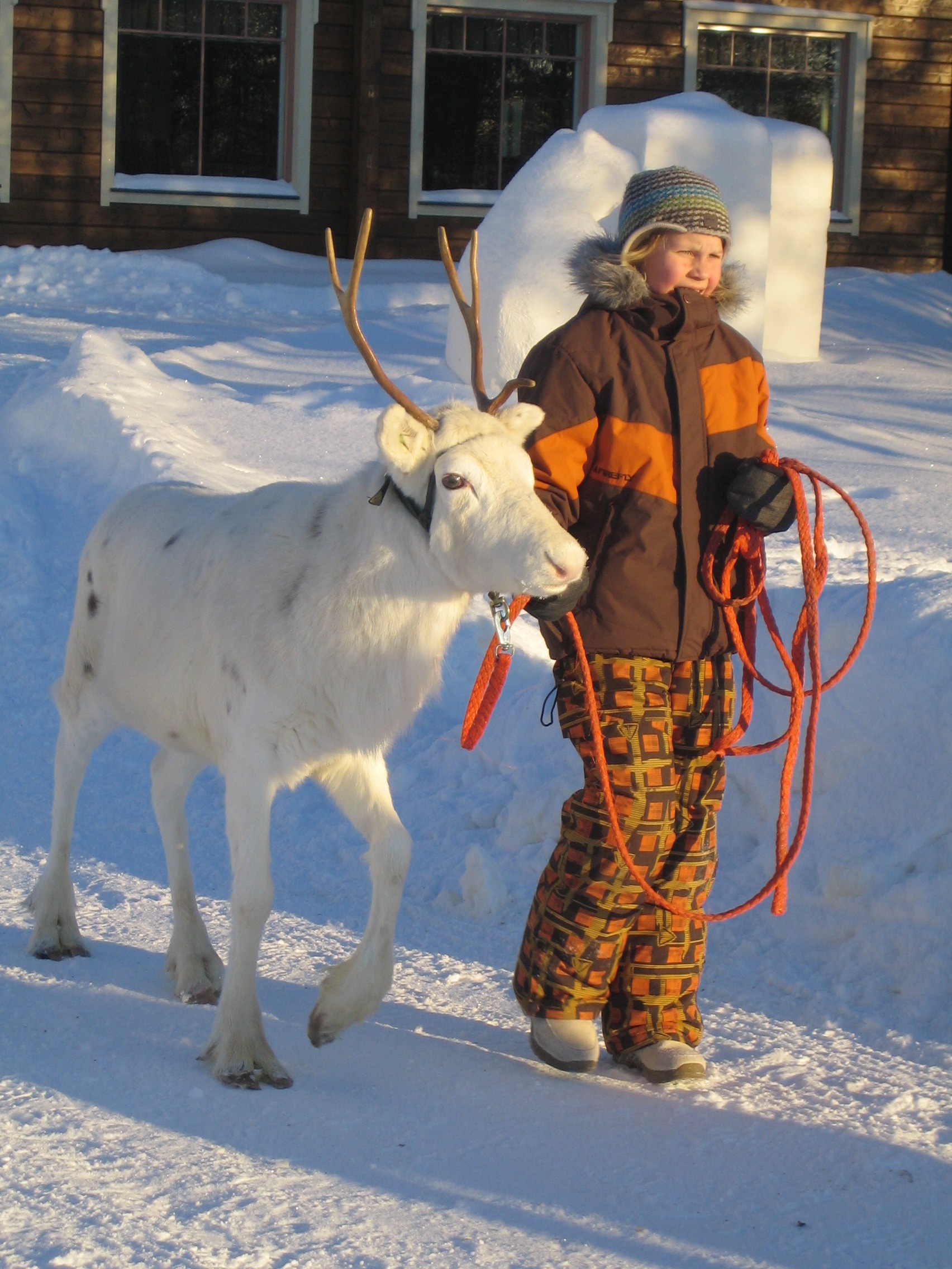 reindeer in lapland