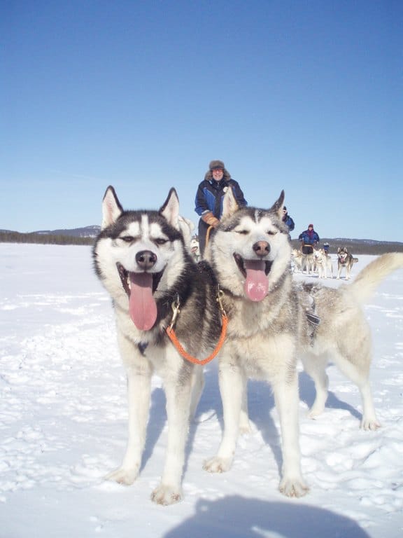 Husky Safari
