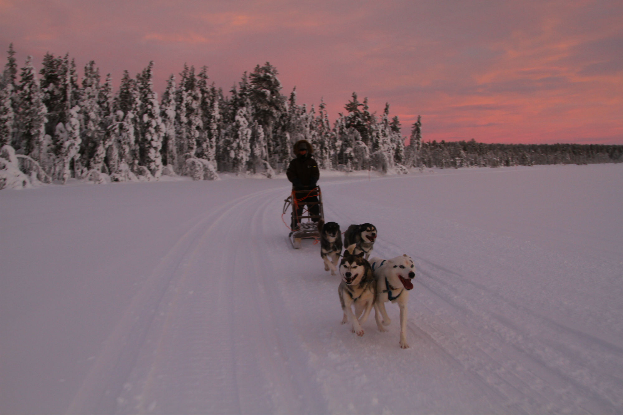 8 night dogsled tour