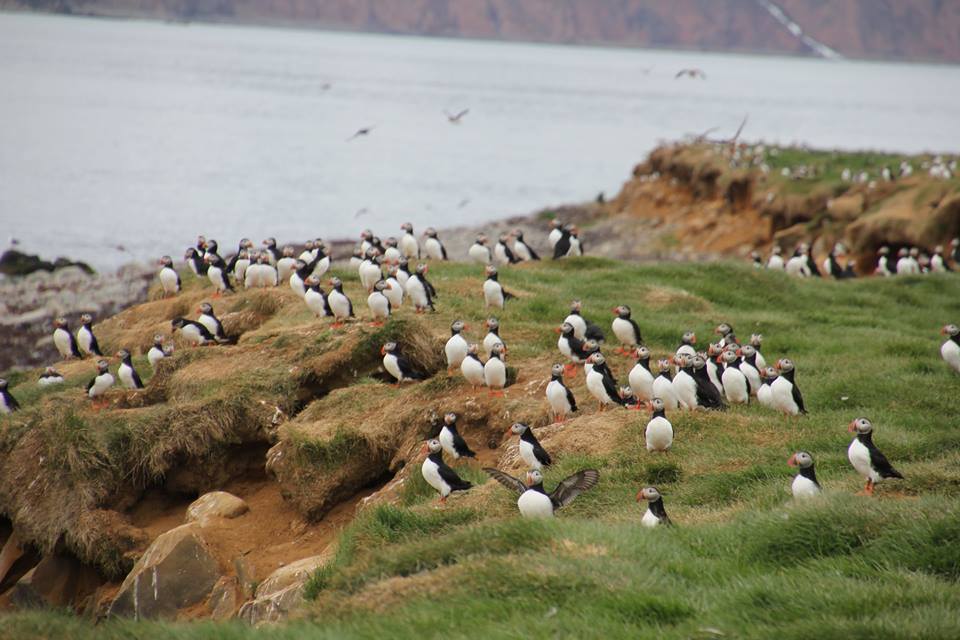 puffins in iceland