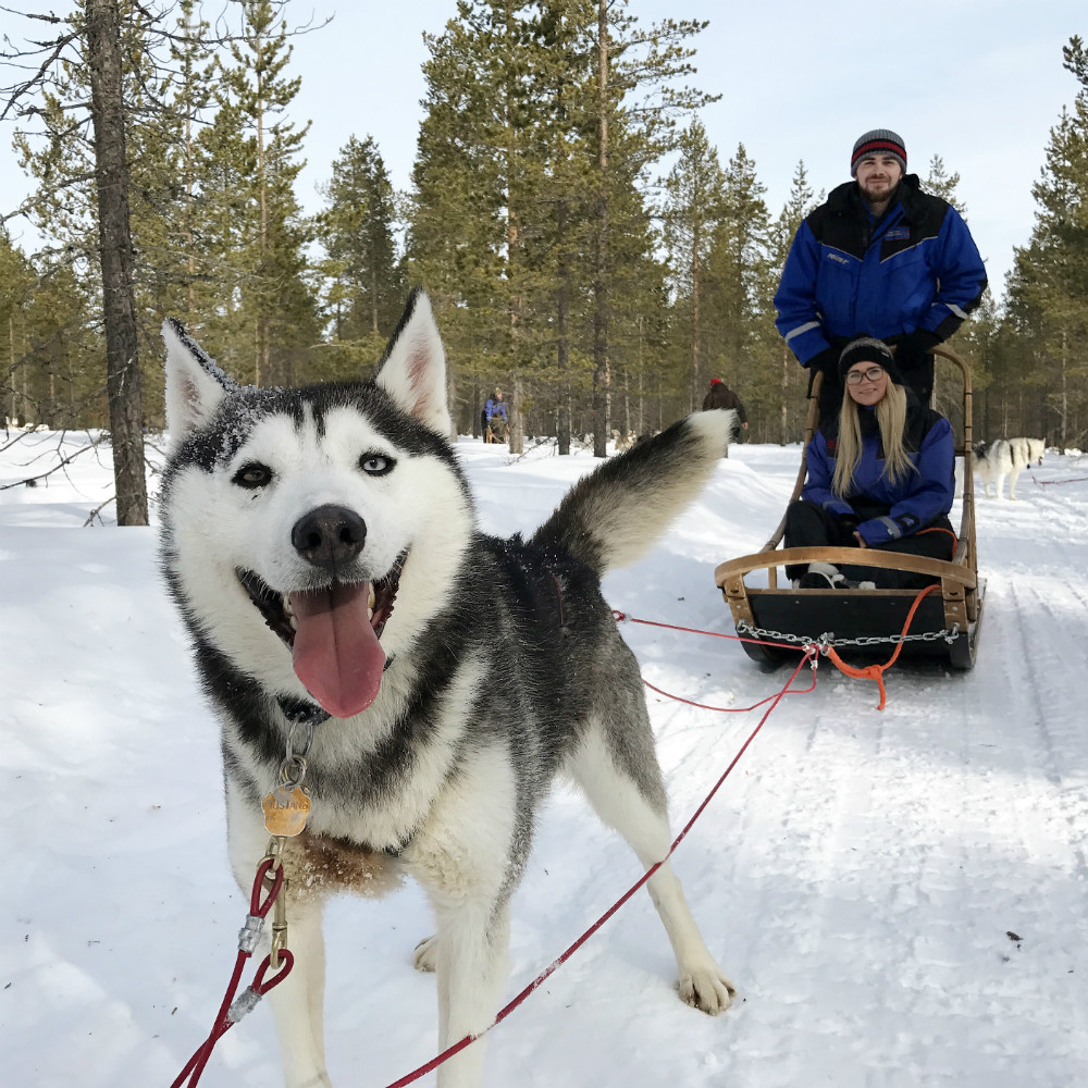 8 night dogsled tour