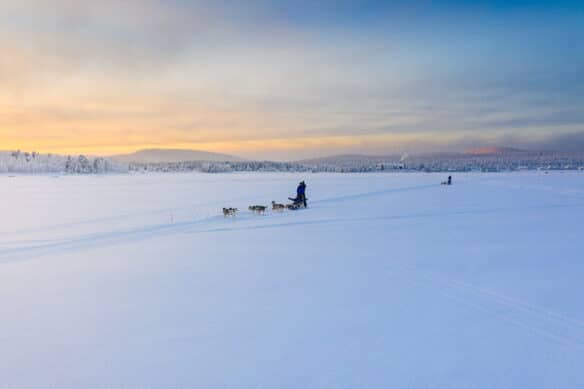 husky in snow