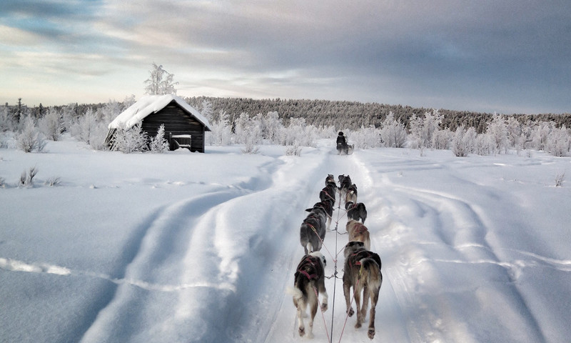 dogsledding