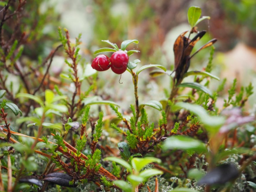 berries