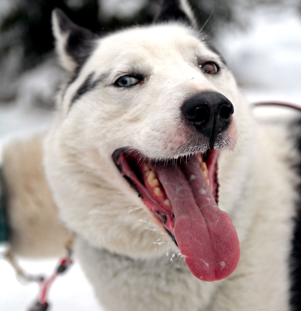 8 night dogsled tour