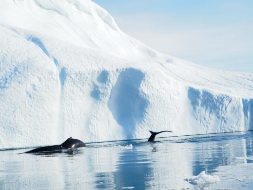 Greenland Holidays whales and icebergs