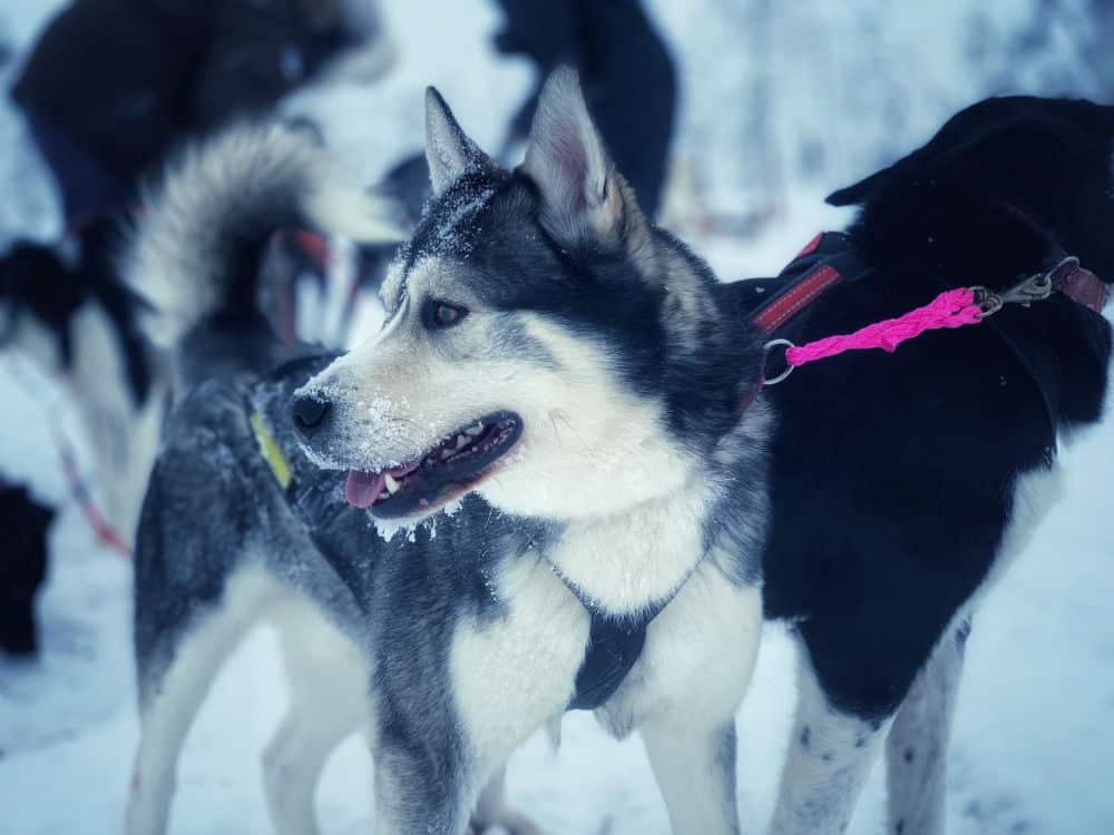 Icehotel Sweden dog sledge