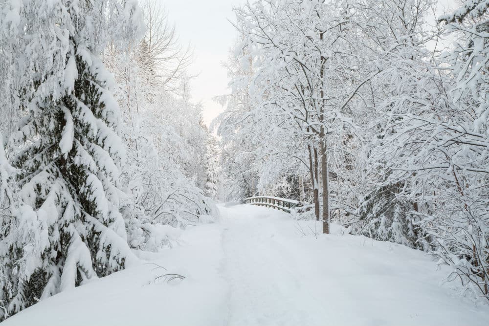Snowy trees