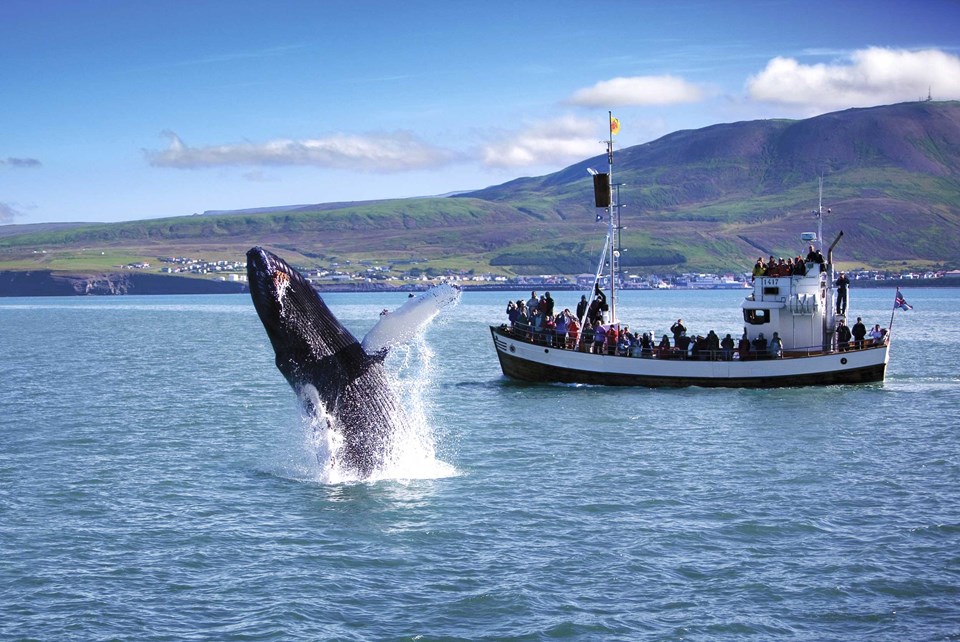 whale watching