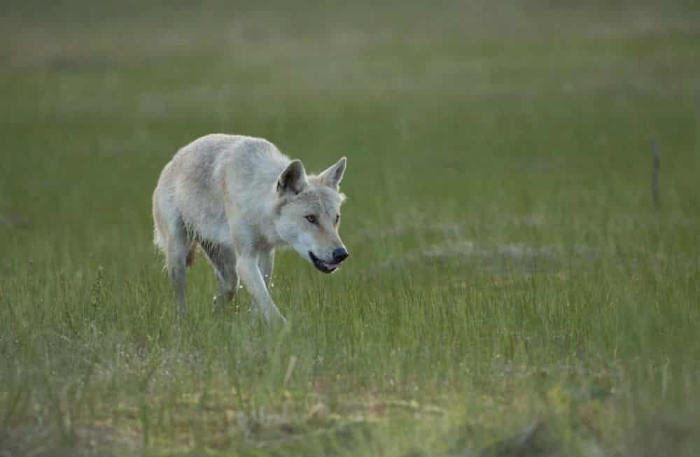Woolf in the Finnish Wilderness - Arctic Direct