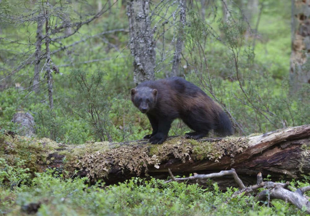 Wildlife Wilderness Safari with Arctic Direct