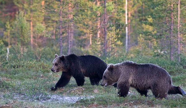 bears