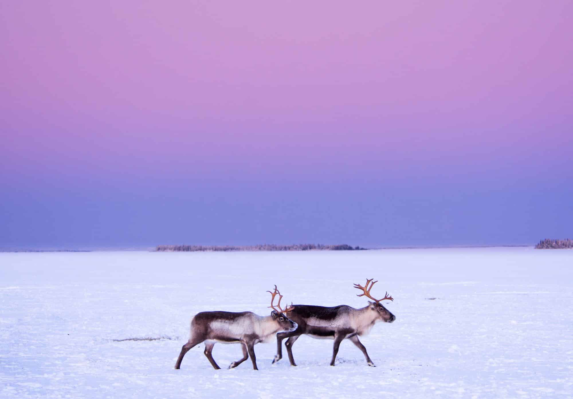 Reindeer standing in a snowy plain under a pink winter sky