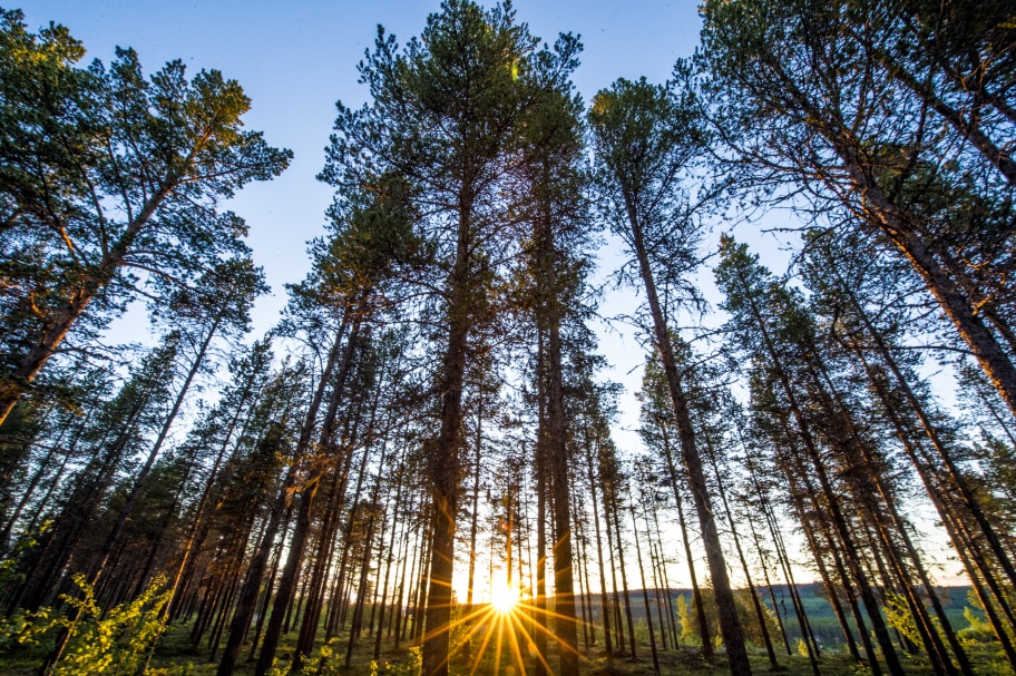 tall trees in the summer with sun shining through