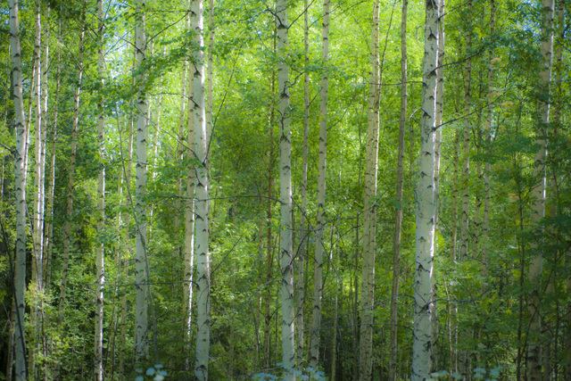 trees