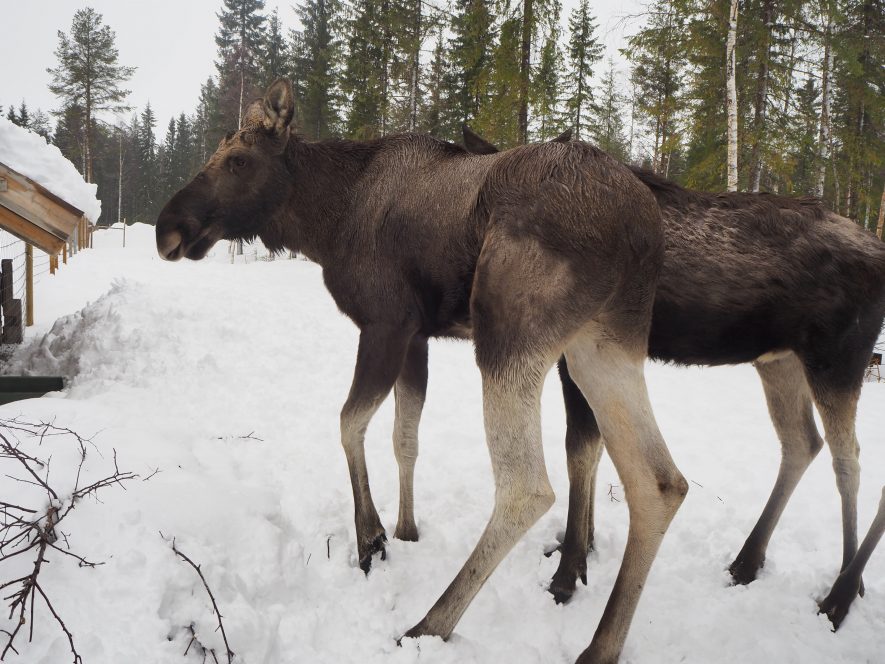 moose in the snow