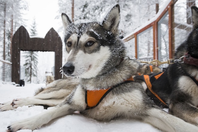 8 night dogsled tour