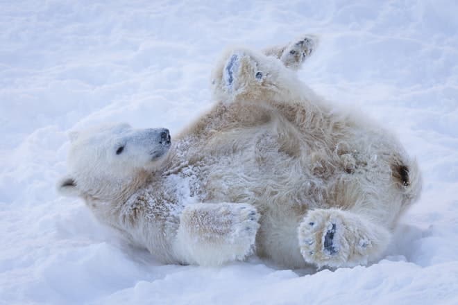 Fun at Rauna Wildlife Park with Polar Bears - book with Arctic Direct