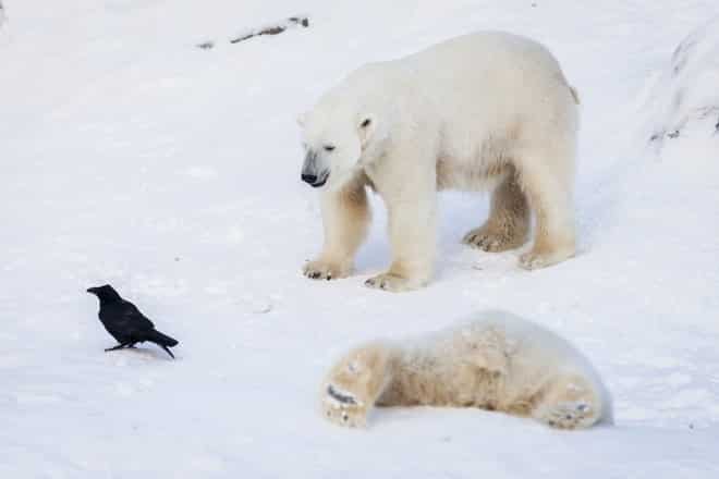Rauna Wildlife Park Polar Bears with Arctic Direct
