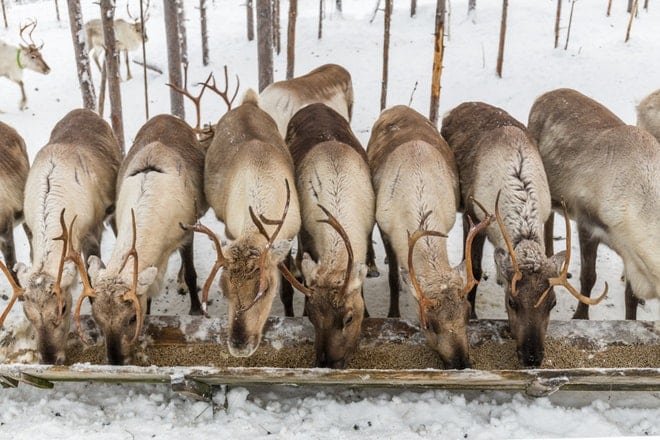 Reindeers havng their unch - Travel with Arctic Direct