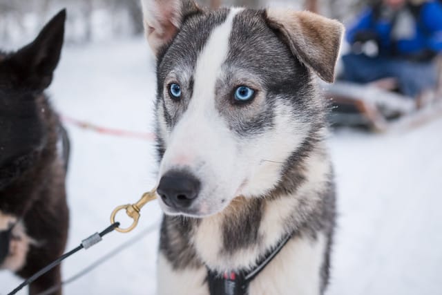 8 night dogsled tour