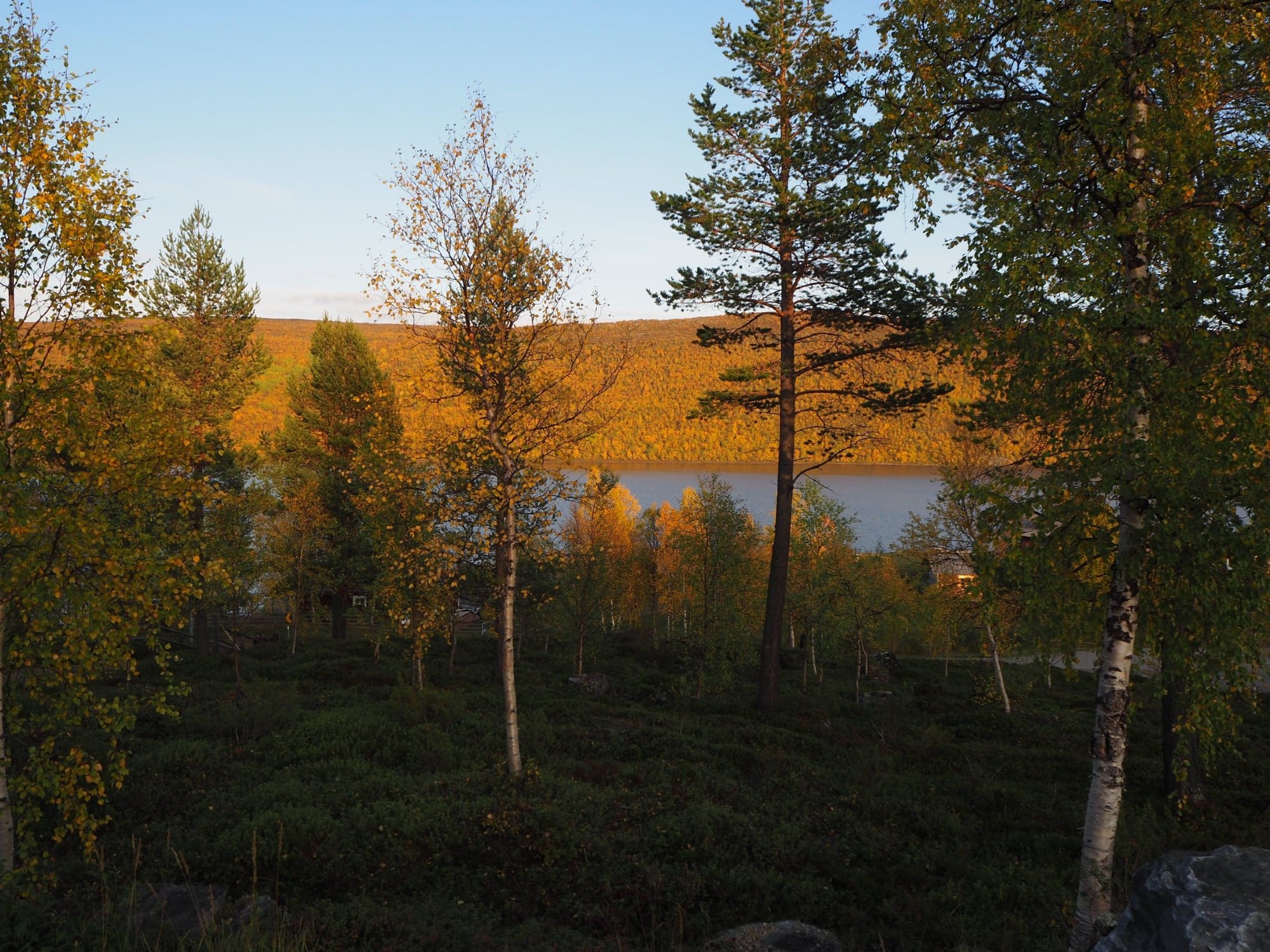 view through the trees in autumn