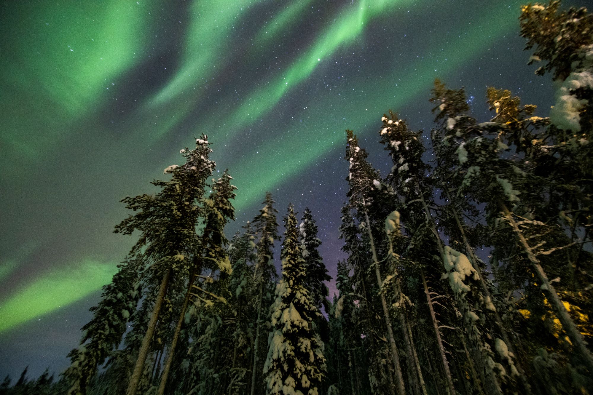 northern lights above the trees