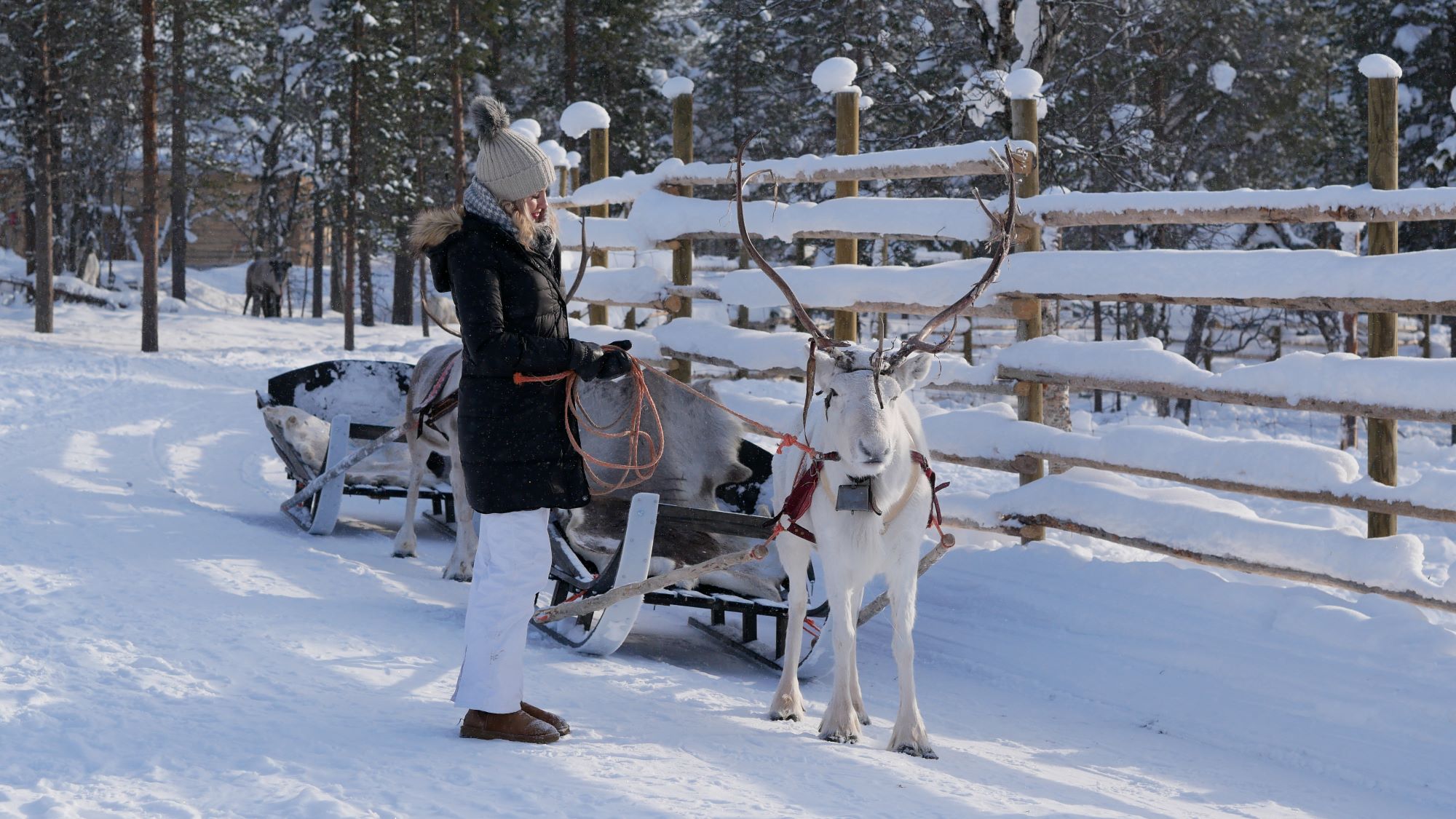 woman holding reindeer