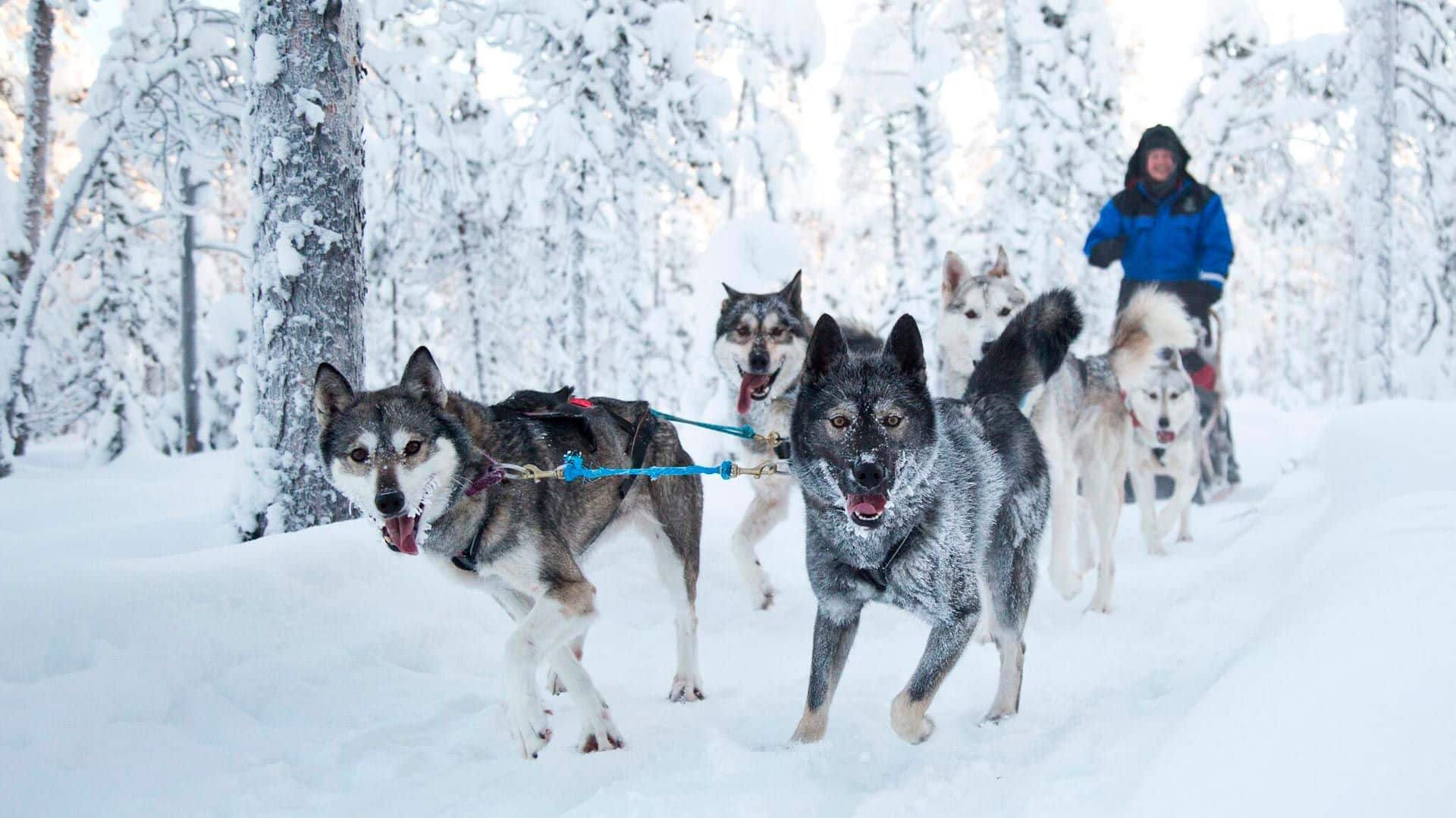 husky sledding