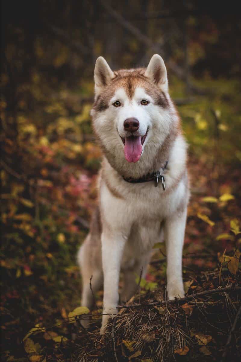 Northern Lights Village husky