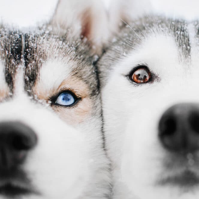 huskies up close with blue and orange eyes