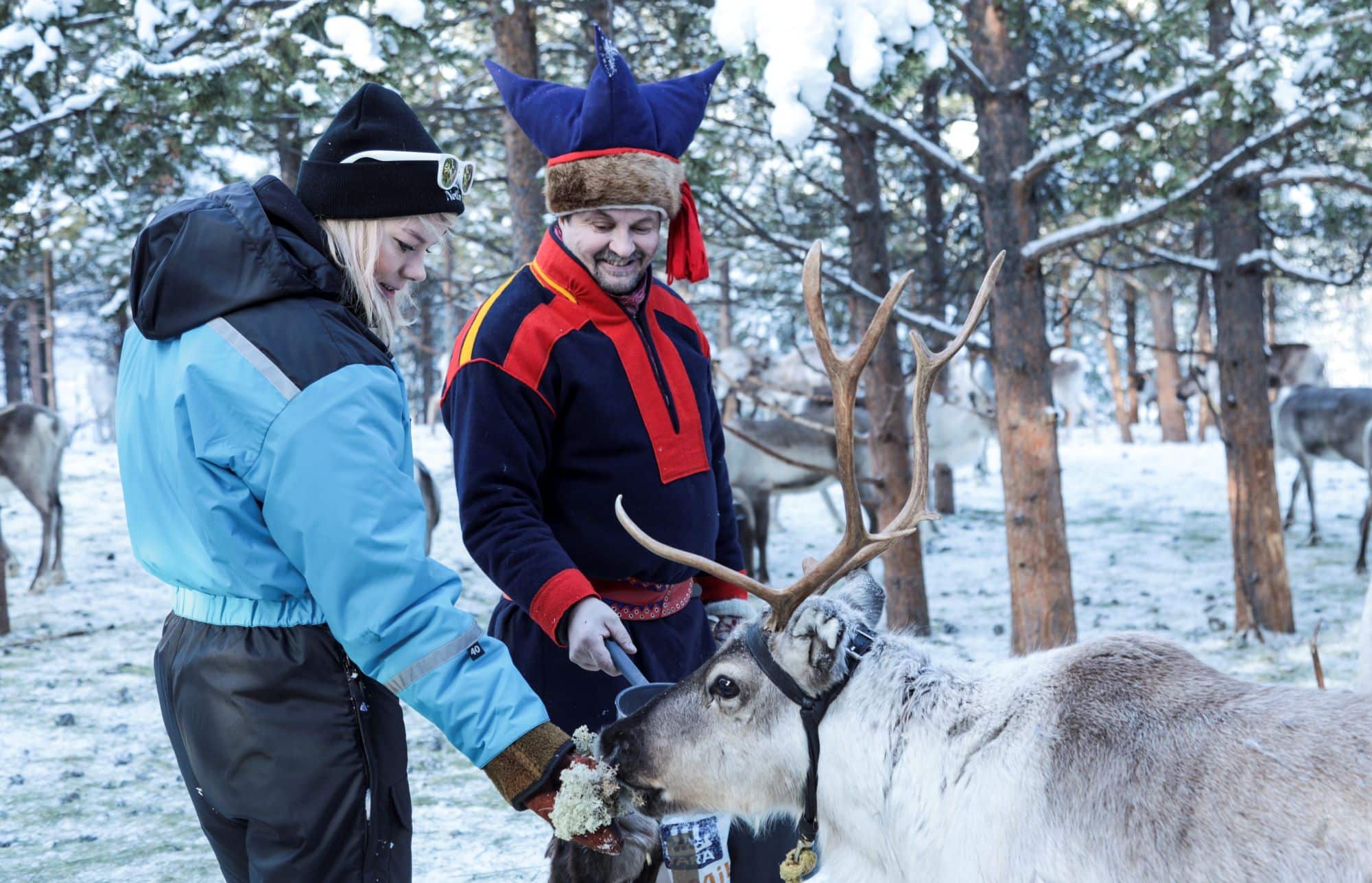 people feeding reindeer