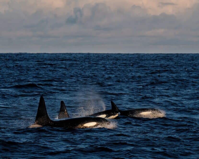 orca in the water