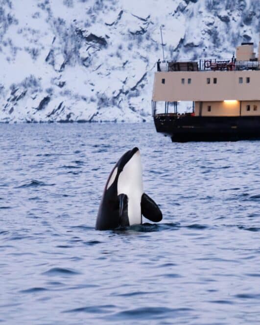 whale watching
