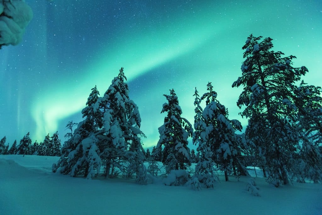 northern lights above the forest