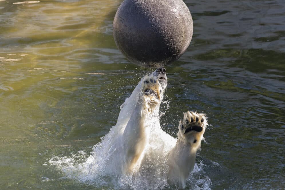 polar bear in the water